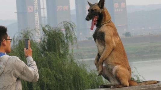 两个月大的马犬幼犬图，成长、特点与照顾指南