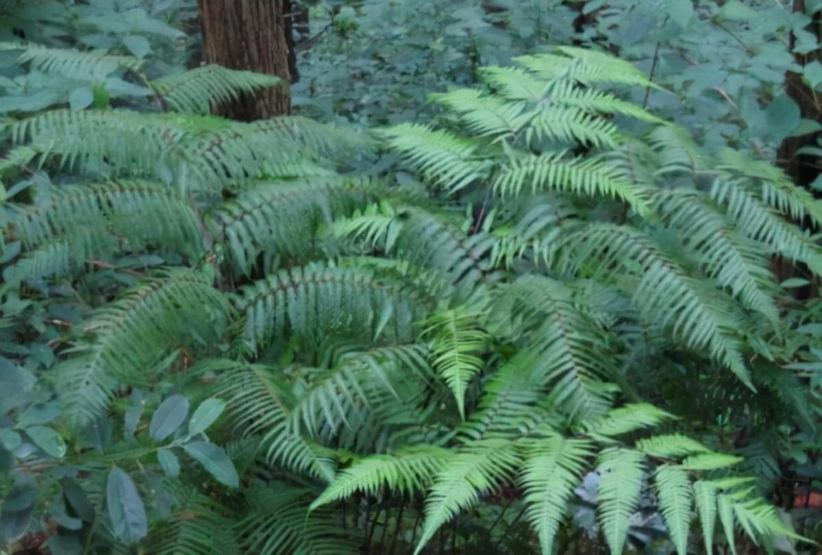 江苏植物保护科技的探索与实践