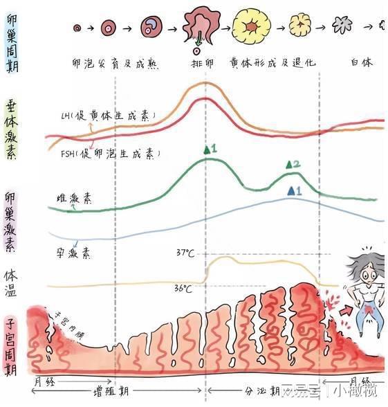 月经每个月都提前两天正常吗？解读月经周期的奥秘